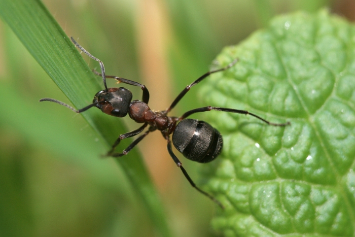 Macro fourmis chalet - 012